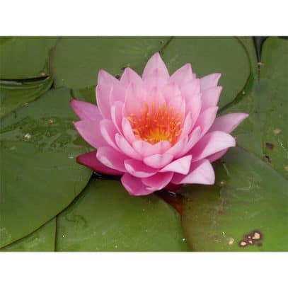 Nymphaeaceae Mayla