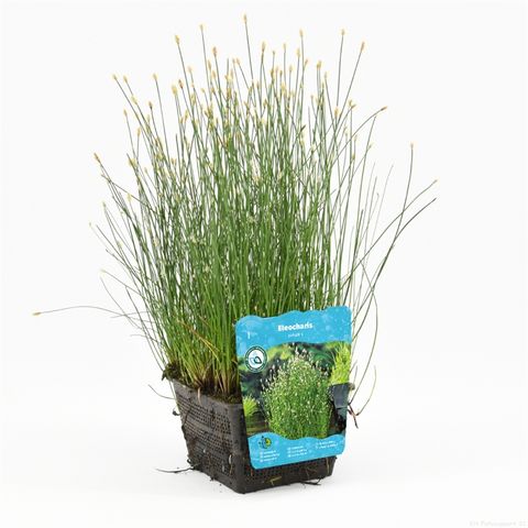 Eleocharis palustris  ( Knappsäv )