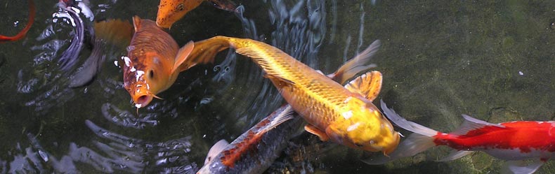 Fiskfoder - Hikari