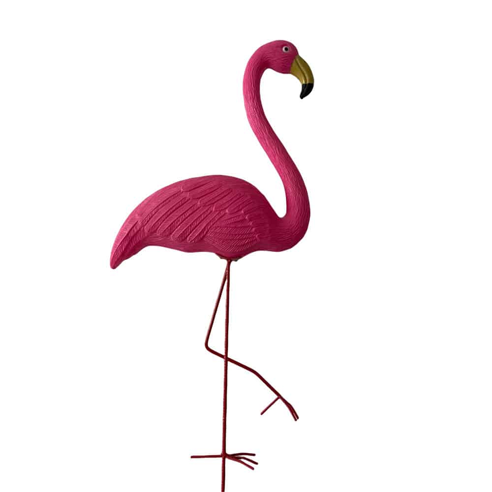 flamingo rosa