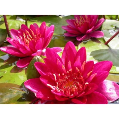 Nymphea burgundy princess