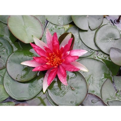 Nymphaea red spider