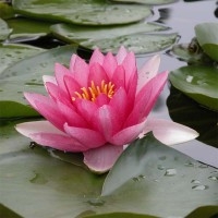 Nymphaea almost black