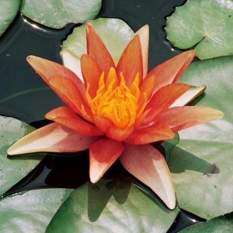 Nymphaea Sioux