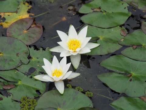 Nymphaea Tetragona